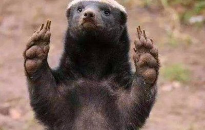 ​当“平头哥”蜜獾遇见鬣狗，平头哥能胜利吗？