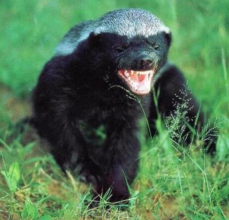 当“平头哥”蜜獾遇见鬣狗，平头哥能胜利吗？