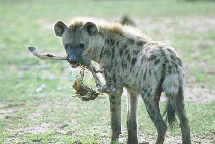 当“平头哥”蜜獾遇见鬣狗，平头哥能胜利吗？