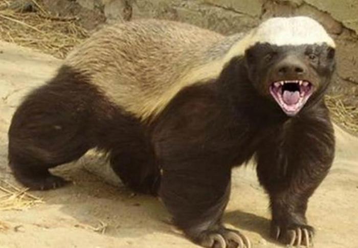 当“平头哥”蜜獾遇见鬣狗，平头哥能胜利吗？