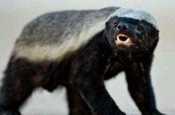 当“平头哥”蜜獾遇见鬣狗，平头哥能胜利吗？