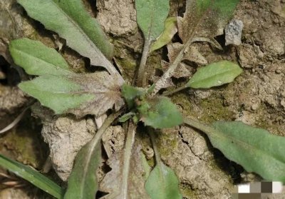 ​认识荠菜，这10张照片中有2张不是荠菜，能认出来吗？