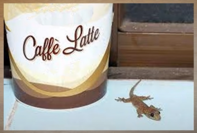 ​怎么最快把壁虎引出来（驱赶壁虎的最有效的六个方法）