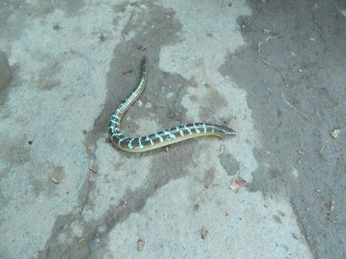 天目木姜子什么科(天目木姜子园林配置)-第2张图片-