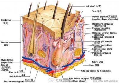 ​你应该知道的皮肤基础知识