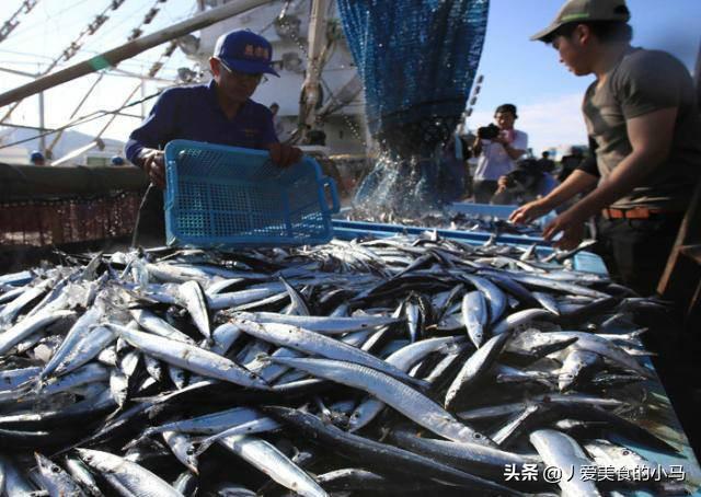 秋刀鱼真的不会过期么（在日本快被吃没的秋刀鱼）(8)