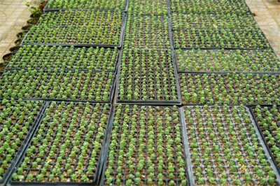 ​如何防止多肉植物徒长