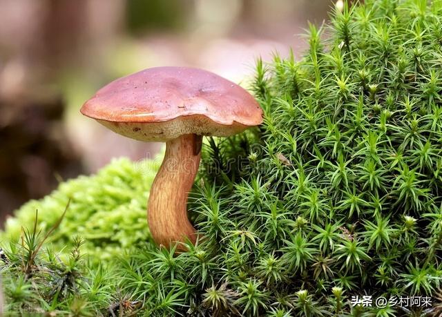 野生菌种类图解大全（农村常见野菌的种类及口感详解）(6)