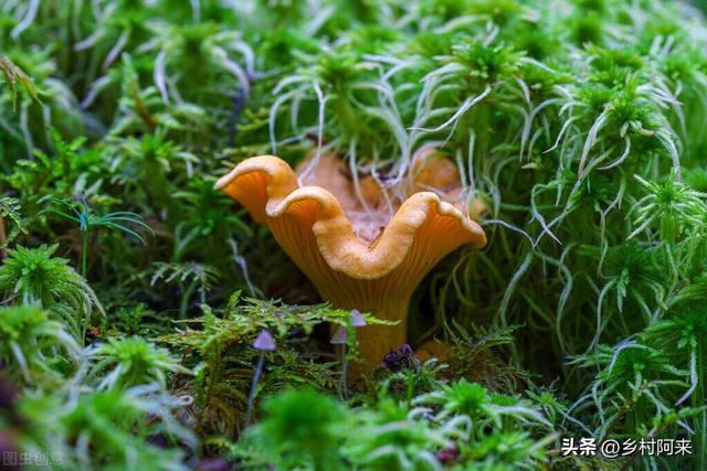野生菌种类图解大全（农村常见野菌的种类及口感详解）(10)