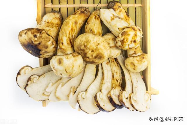 野生菌种类图解大全（农村常见野菌的种类及口感详解）(2)