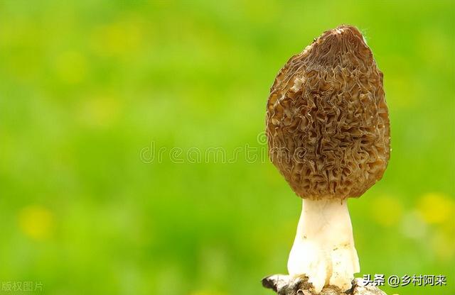 野生菌种类图解大全（农村常见野菌的种类及口感详解）(9)