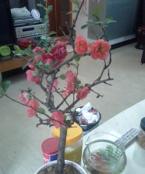 海棠花怎么养存活高