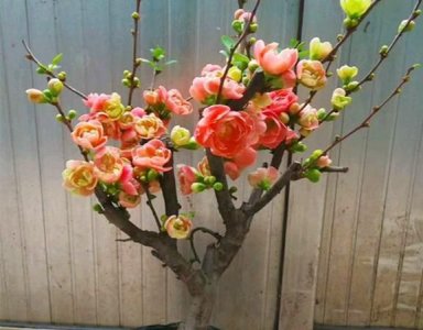 ​海棠花怎么养，二十一种海棠花怎么养护？