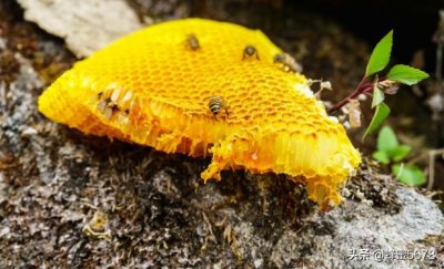 ​槐花蜜多少钱一斤？那你又会鉴别真假吗？