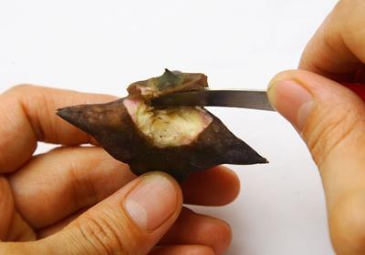 菱角怎么剥壳?生菱角怎么剥壳