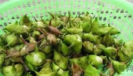 菱角怎么剥壳?生菱角怎么剥壳