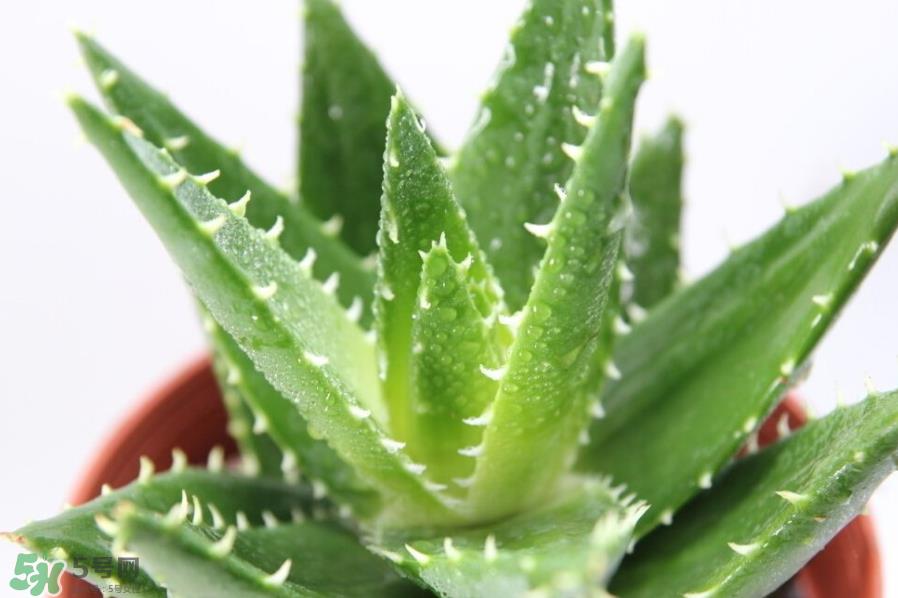 芦荟泡酒的注意事项有哪些？芦荟泡酒的做法