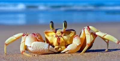 ​活螃蟹怎么冷藏冷冻,熟螃蟹冷冻后能吃吗?熟螃蟹怎么保存呢?