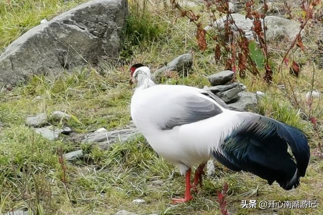 稻城亚丁川西环线游攻略（高原徒步13公里看海拔4700米五色海）(10)