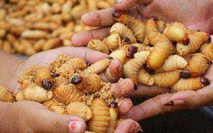 农村厕所老有蛆往出爬怎么办,蹲厕有蛆爬上来怎么办图3