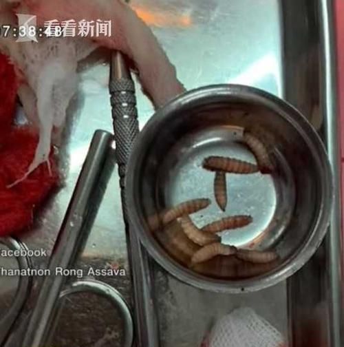 便池老有蛆爬出来怎么办