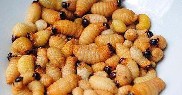 农村厕所老有蛆往出爬怎么办,蹲厕有蛆爬上来怎么办图5