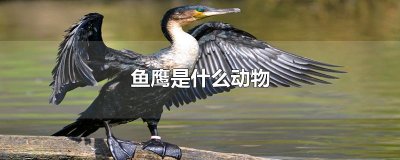 ​鱼鹰是什么动物