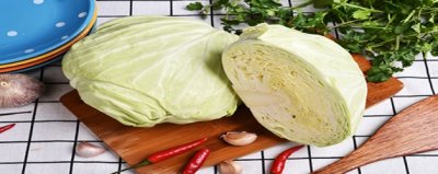 ​包菜是属于什么菜