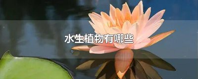 ​水生植物有哪些