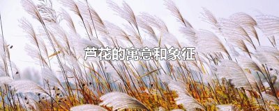 ​芦花的寓意和象征