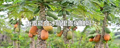 ​木瓜能放冰箱里面保鲜吗?