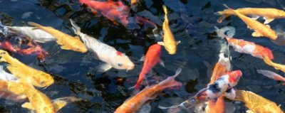 ​好运锦鲤是什么意思