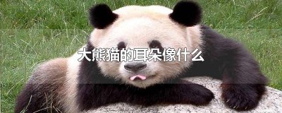 ​大熊猫的耳朵像什么
