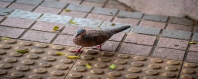 ​斑鸠是不是保护动物