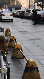 长沙辅警棒杀金毛引网友“声讨” 当事辅警信息被挂上外网