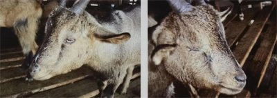 ​养羊一号呼吸道杀手——羊传染性胸膜肺炎