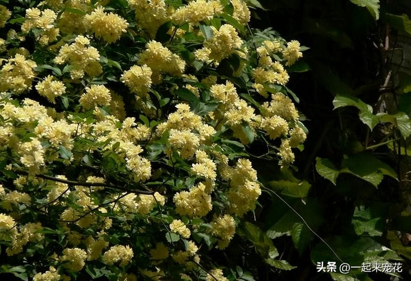 黄木香耐寒吗-（黄木香耐寒吗）