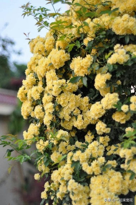 黄木香耐寒吗-（黄木香耐寒吗）