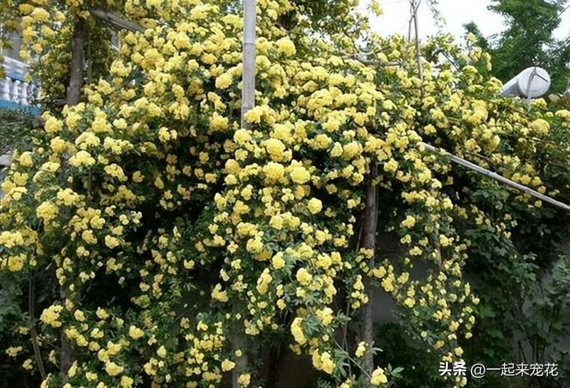 黄木香耐寒吗-（黄木香耐寒吗）