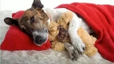 ​一只泰迪犬，越养越处于良好的状态的6个迹象，你家中几个？泰迪狗好养吗？容