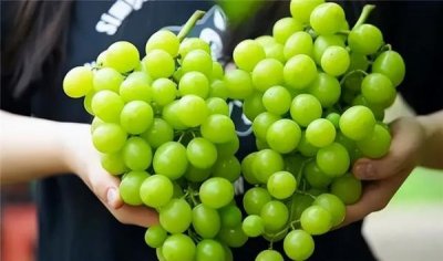 ​绿色葡萄叫什么名字(绿色葡萄叫什么名字紫色)