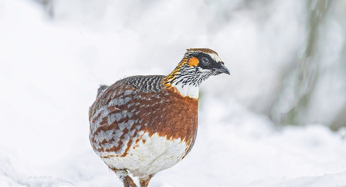 鹧鸪茶是什么东西