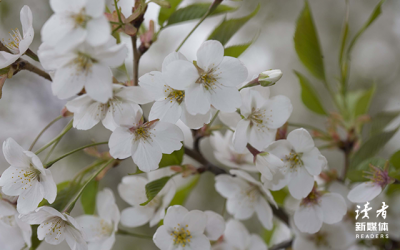 ​百年孤独经典语录句子（《百年孤独》里的10个经典句子，写尽人生悲欢）