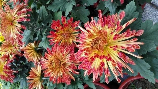 秋天真美到处都是五颜六色的叶子（带你领略张家港最美的秋天）(5)