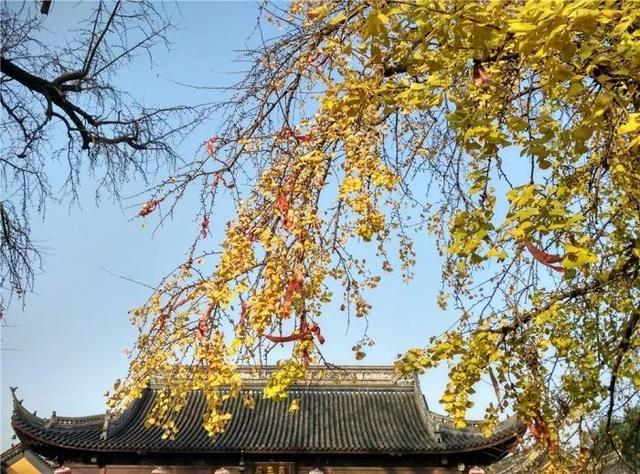 秋天真美到处都是五颜六色的叶子（带你领略张家港最美的秋天）(2)