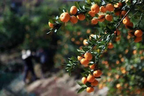 秋天真美到处都是五颜六色的叶子（带你领略张家港最美的秋天）(7)