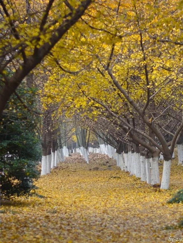 秋天真美到处都是五颜六色的叶子（带你领略张家港最美的秋天）(1)