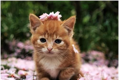 小猫有趣的特点