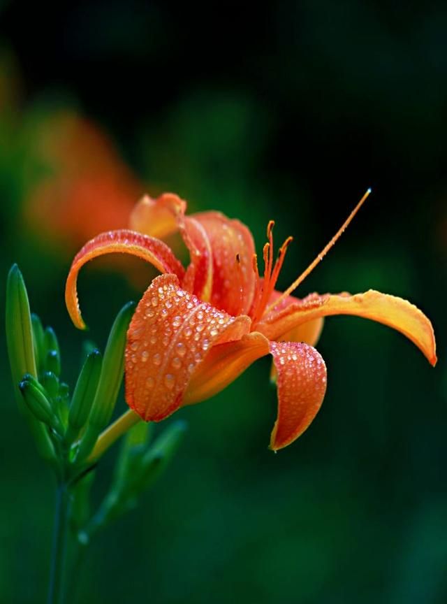 赞美妈妈的话语简短，赞美妈妈与女儿的词语？图2