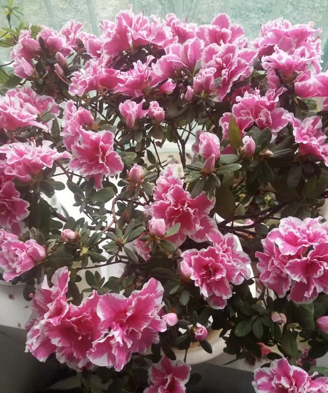 赞美妈妈的话语简短，赞美妈妈与女儿的词语？图4